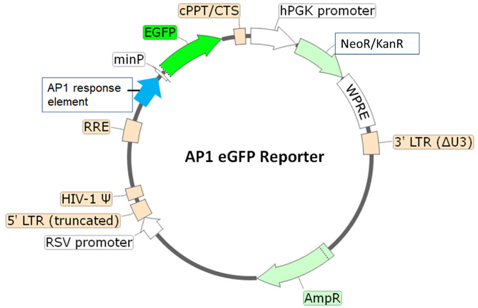 AP1 EGFP Reporter Lentivirus JNK Signaling Pathway BPS Bioscience