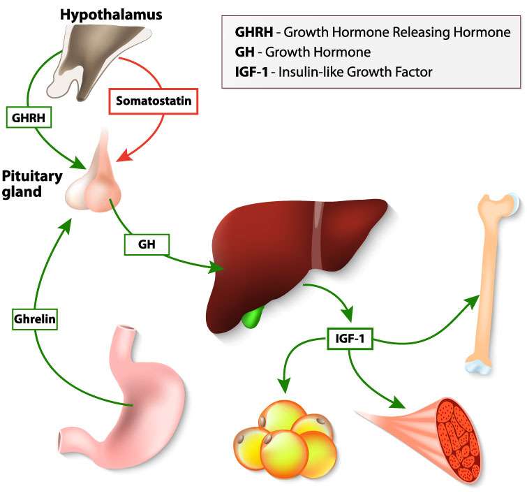 Erste Synthetische Herstellung Des Humanen Wachstumshormons Biomol