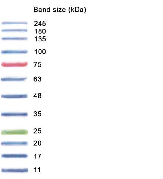 Nzycolour Protein Marker Ii Kda Nzytech Biomol