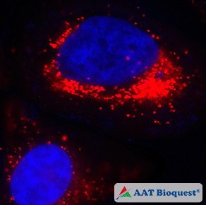 Exploring Reactive Oxygen Species Ros With Aat Biomol Blog