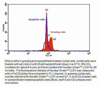 Cell Meter TM Fluorimetric Cell Cycle Assay Kit Green Fluorescence