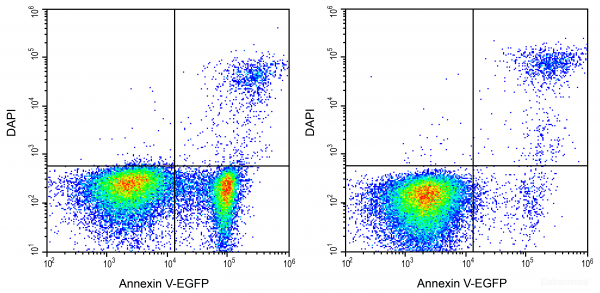 Annexin V Egfp Dapi Apoptosis Detection Kit Elabscience Biomol