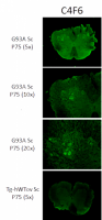 item number: mm-0070-2-p  protein function: destroys radicals