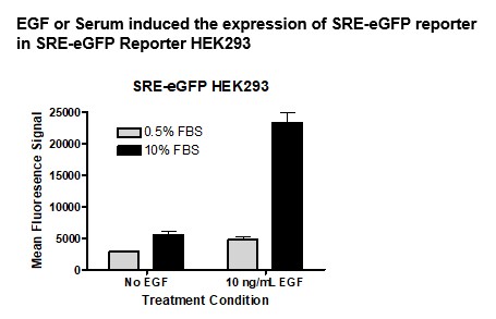 SRE EGPF Reporter HEK293 Cell Line ERK Pathway BPS Bioscience