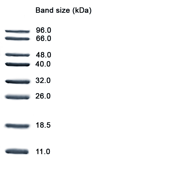 Low Molecular Weight LMW Protein Marker II 11 96 KDa NZYtech