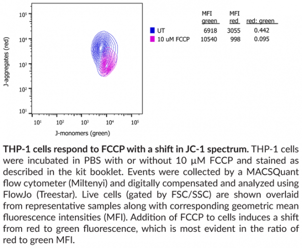 Jc Mitochondrial Membrane Potential Flow Cytometry Assay Kit Cayman