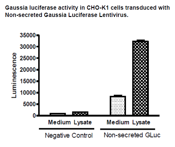 Non Secreted Gaussia Luciferase Lentivirus CMV Promoter BPS