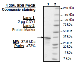 CDY1, GST-tag, human recombinant protein