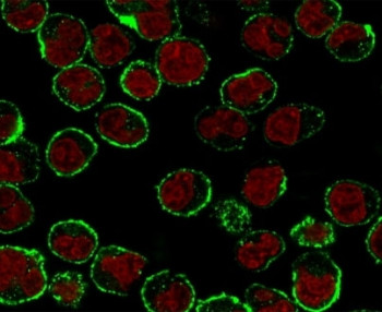 Anti-CD19 / B-lymphocyte marker, clone CDLA19-1