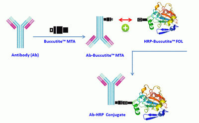 Buccutite(TM) Peroxidase (HRP) Antibody Conjugation Kit *Optimized for Labeling 1 mg Protein*