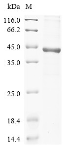 ATP-sensitive inward rectifier potassium channel 10 (Kcnj10), rat, recombinant