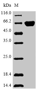 Catalase (Cat), mouse, recombinant