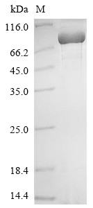 Methylmalonyl-CoA mutase, mitochondrial (Mut), mouse, recombinant