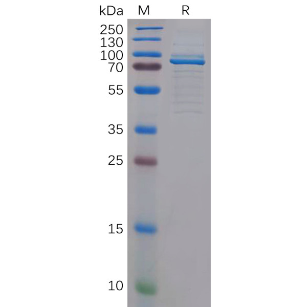 Human c-MPL Protein, hFc Tag