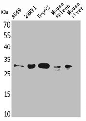 Anti-TNFSF13B