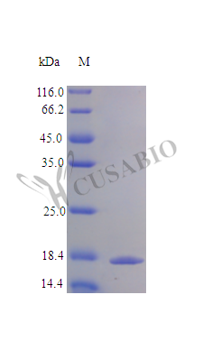 Tumor necrosis factor receptor superfamily member 9 protein (TNFRSF9), partial (Active), human, reco