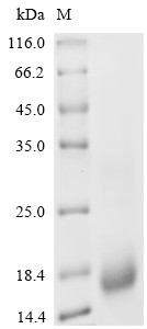 Pro-epidermal growth factor (EGF), Partial, chicken, recombinant