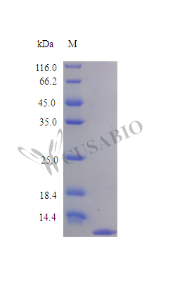Interleukin-8 protein (CXCL8), partial (Active), human, recombinant