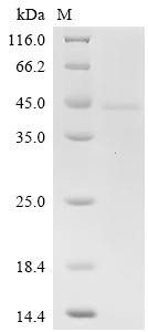 Butyrophilin-like protein 2 (BTNL2), partial, human, recombinant