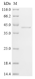 Deoxyribonuclease gamma (Dnase1l3), mouse, recombinant