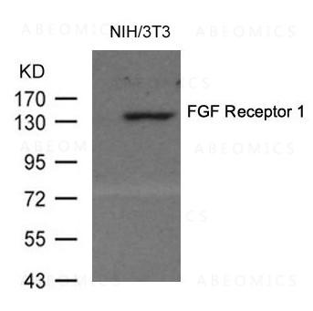 Anti-FGF Receptor 1 (Ab-154)