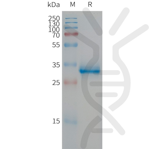 Human CGRP Protein, hFc Tag