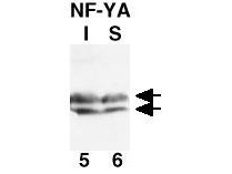 Anti-NF-Y alpha (NF-YA)