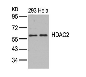 Anti-HDAC2 (Ab-394)