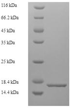 D-dopachrome decarboxylase (Ddt), mouse, recombinant