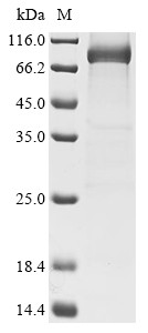 Myosin-6 (MYH6), partial, human, recombinant