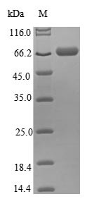 Thyroid hormone receptor alpha (THRA), human, recombinant