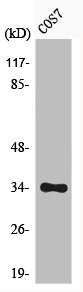 Anti-Phospho-CDK1/CDK2/CDK3 (T14)