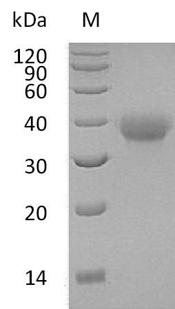 Tumor necrosis factor receptor superfamily member 4 (TNFRSF4), partial (Active), human, recombinant