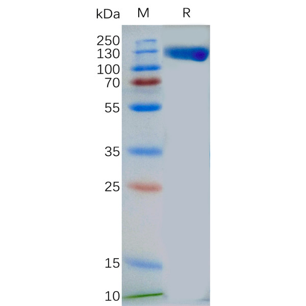 Human TLR3 Protein, mFc Tag