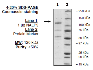 NALP3 (CIAS1) Human Recombinant Protein