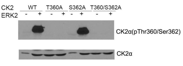 Anti-CSNK2A1