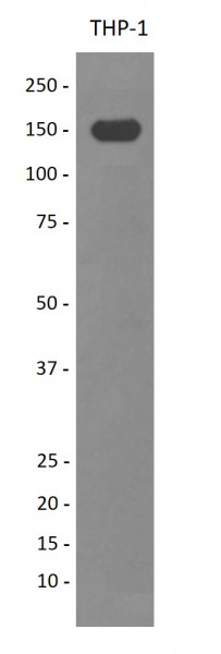 Anti-CD11c