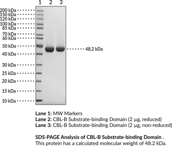 CBL-B Substrate-binding Domain (human, recombinant)