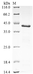 NAD (P)H dehydrogenase [quinone] 1 (Nqo1), mouse, recombinant