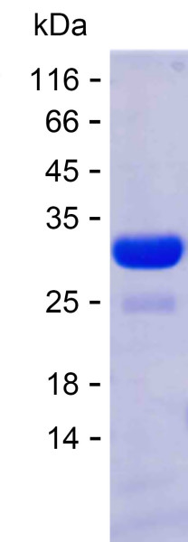 CA2 (human), recombinant protein