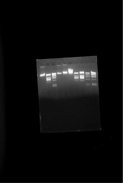 DNA Lambda C1857 S7, BioAssay