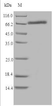 Cytochrome P450 1B1 (Cyp1b1), rat, recombinant