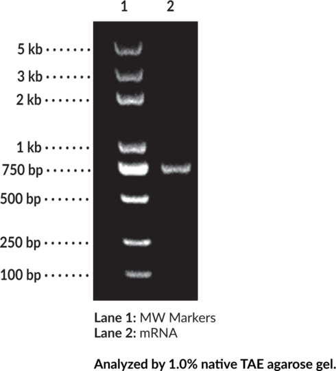 EZ Cap(TM) Cy5 Firefly Luciferase mRNA (mo5U)