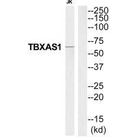 Anti-TBXAS1