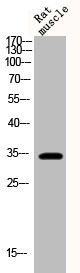 Anti-Phospho-CCND1 (T286)