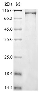 1-Phosphatidylinositol 4,5-bisphosphate phosphodiesterase delta-3 (PLCD3), human, recombinant