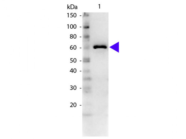 Anti-BOVINE SERUM ALBUMIN