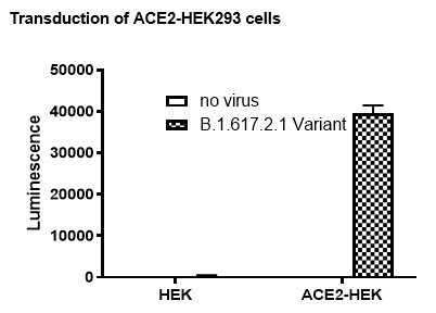 Spike (B.1.617.2.1, Delta Plus Variant) (SARS-CoV-2) Pseudotyped ...