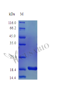 Interleukin-10 protein (Il10) (Active), mouse, recombinant