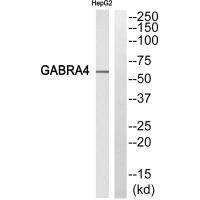 Anti-GABRA4